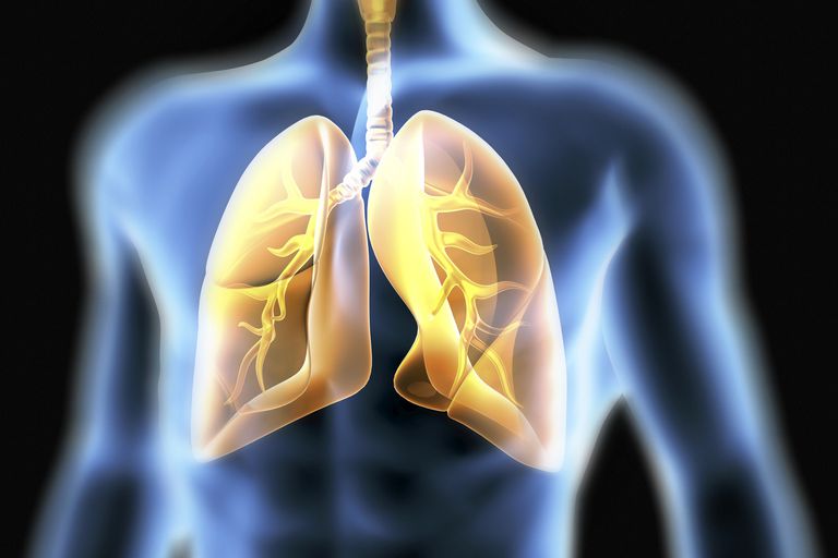 tessuto polmonare, sono stati, fibrosi polmonare, nelle persone