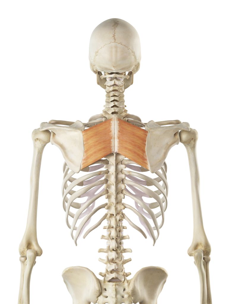 della schiena, parte superiore, parte superiore della, superiore della, superiore della schiena, colonna vertebrale