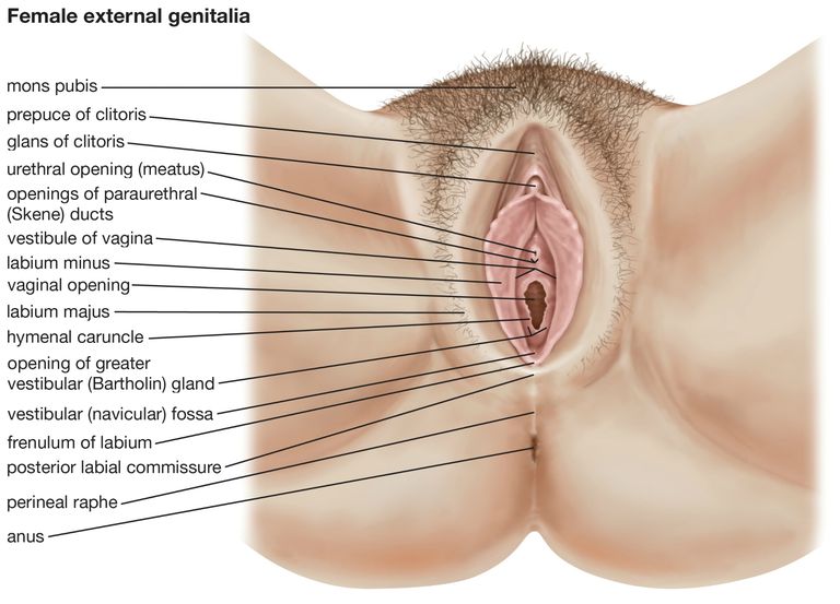 della vagina, attraverso quale, attraverso quale bambino, canale vaginale, ciclo mestruale, dall utero