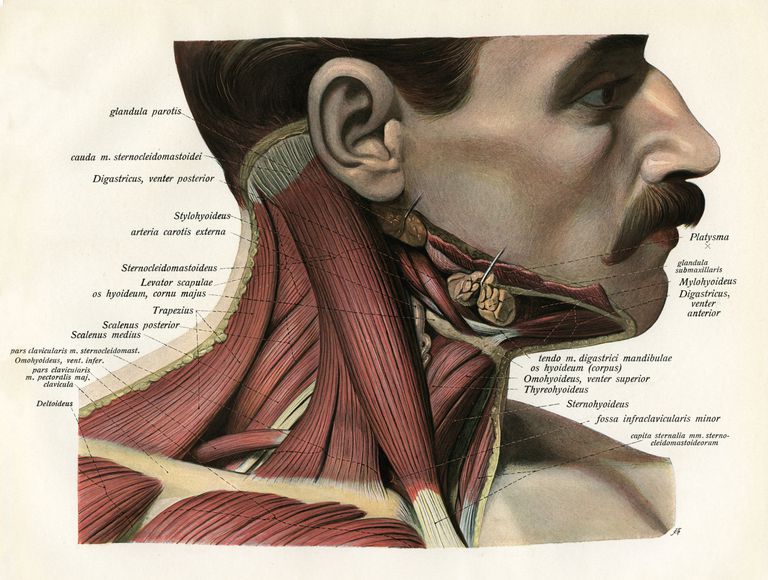 della testa, entrambi muscoli, processo mastoideo, triangolo anteriore, dell osso, linea mediana