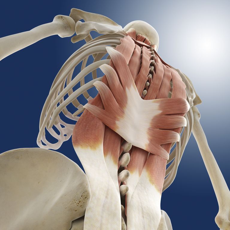 colonna vertebrale, delle vertebre, gruppo muscolare, vertebra cervicale