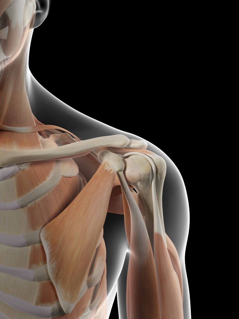 della spalla, cuffia rotatori, articolazione della, articolazione della spalla, capsula della, capsula della spalla