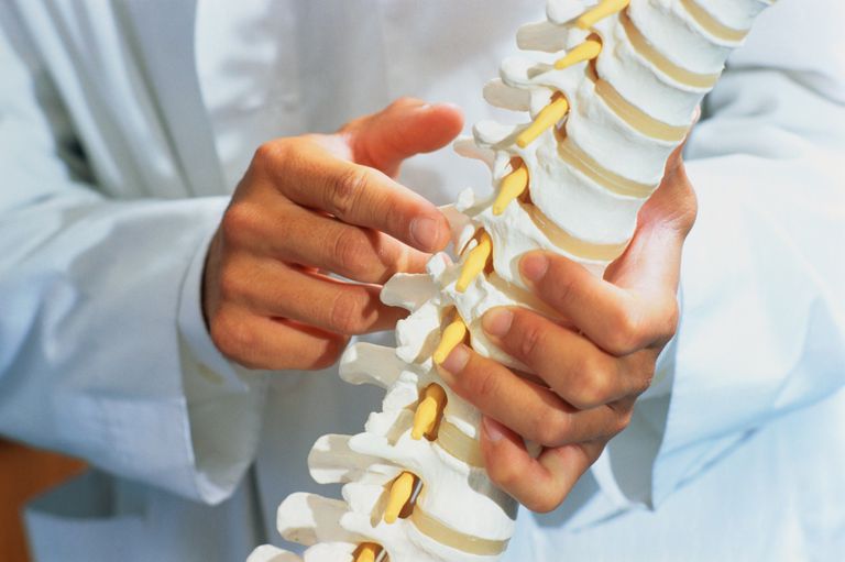 nella parte, legamenti spinali, longitudinale anteriore, parte posteriore, colonna vertebrale, longitudinale posteriore