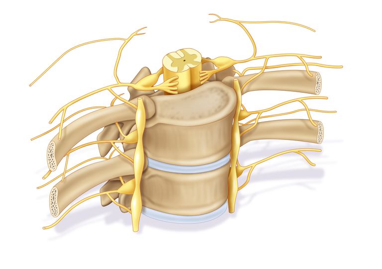 midollo spinale, nervo spinale, radice nervo, radice nervo spinale, radici nervose, sono chiamati