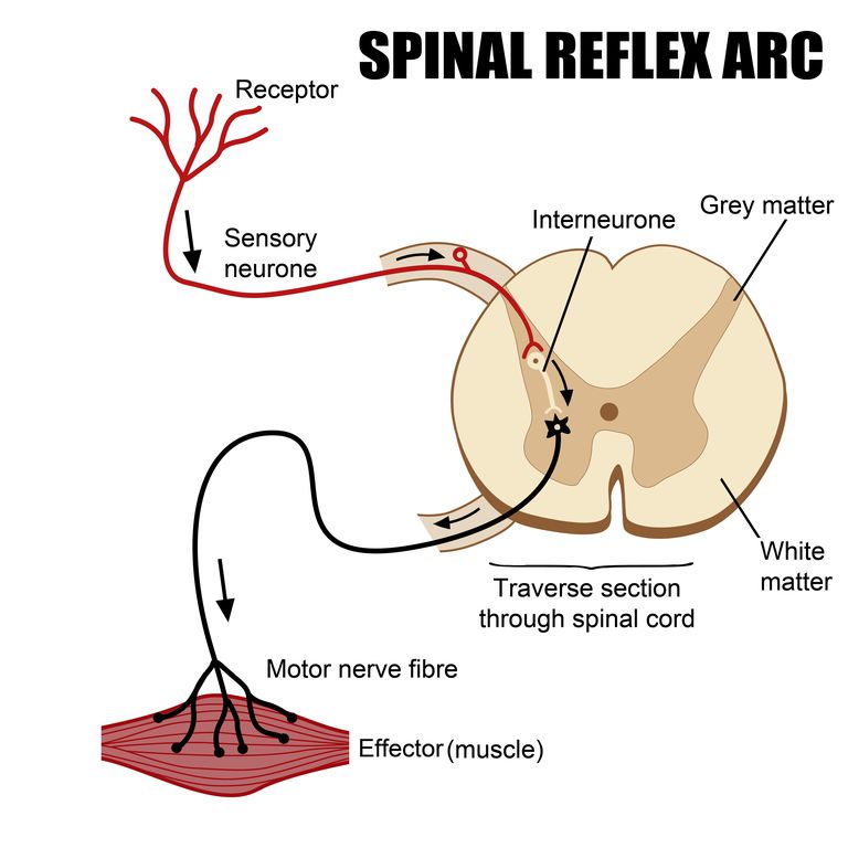 nervo spinale, radice nervo, radice nervo spinale, midollo spinale, radice nervosa