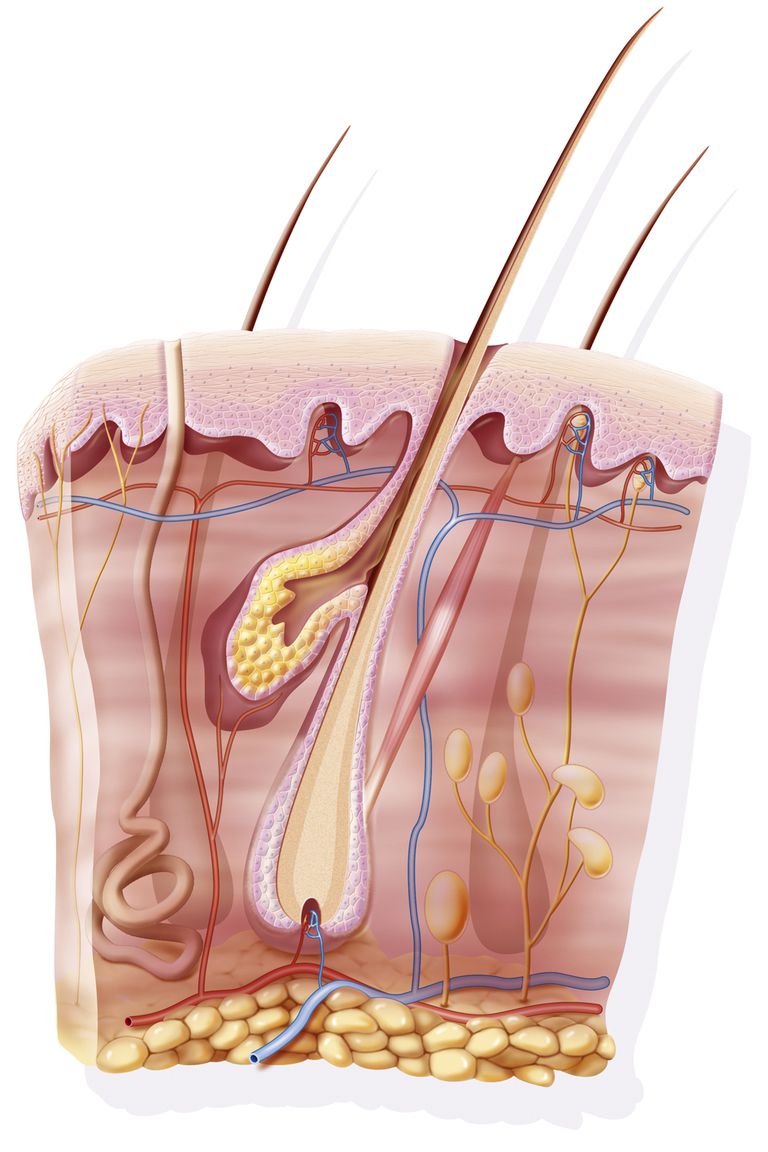 tessuto sottocutaneo, tessuto adiposo, agisce come, della pelle, interno della, interno della pelle