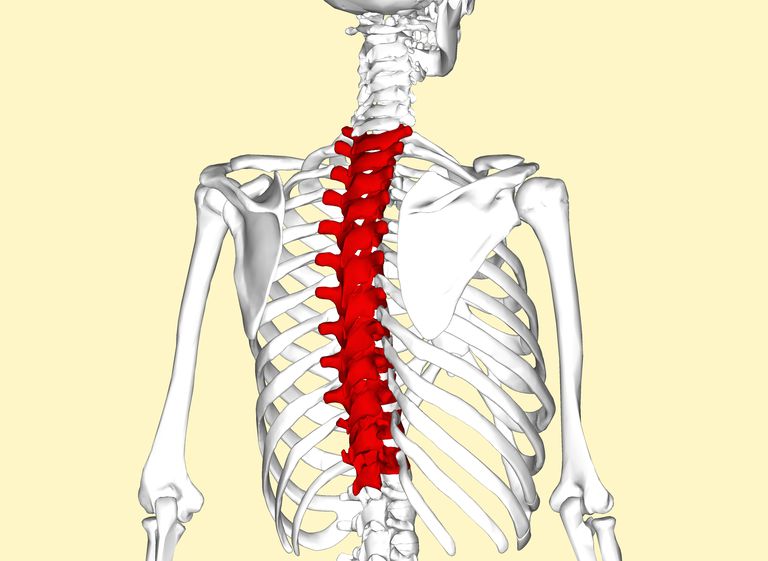 colonna vertebrale, colonna vertebrale toracica, vertebrale toracica, della colonna, della colonna vertebrale, dolore della