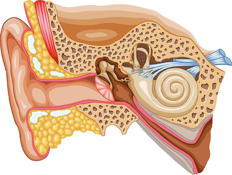 American Tinnitus, American Tinnitus Association, dell udito, hanno acufene