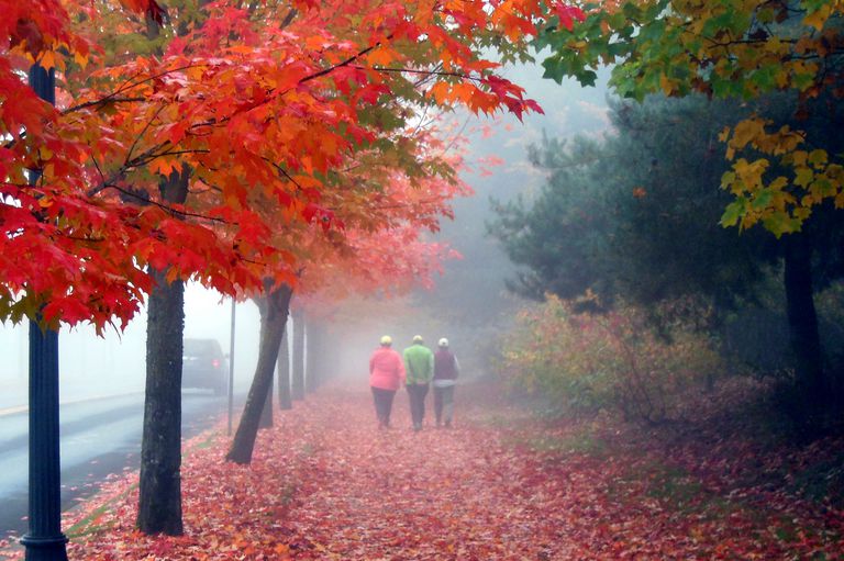 mezza maratona, autunno momento, camminare lavoro, foglie autunnali