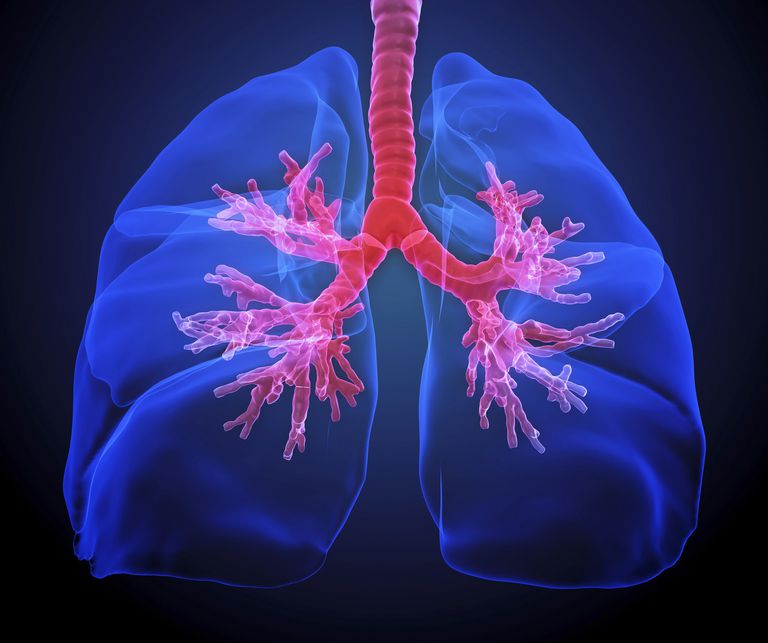 sistema respiratorio, cavità nasale, alveoli sono, dove viene