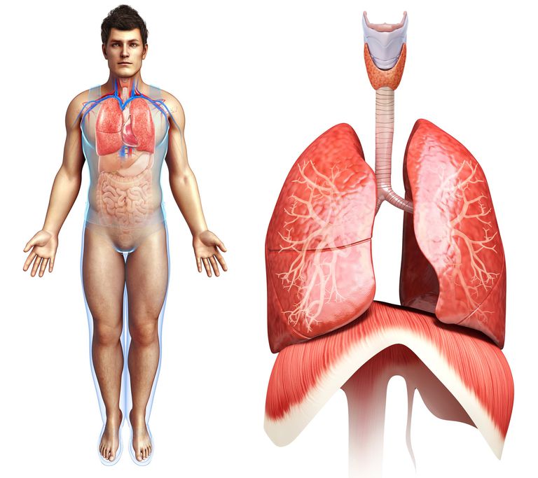 sistema respiratorio, cavità nasale, alveoli sono, dove viene