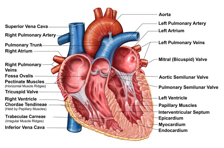 valvola aortica, della valvola, stenosi aortica, cuore aperto, della valvola aortica, sostituzione della