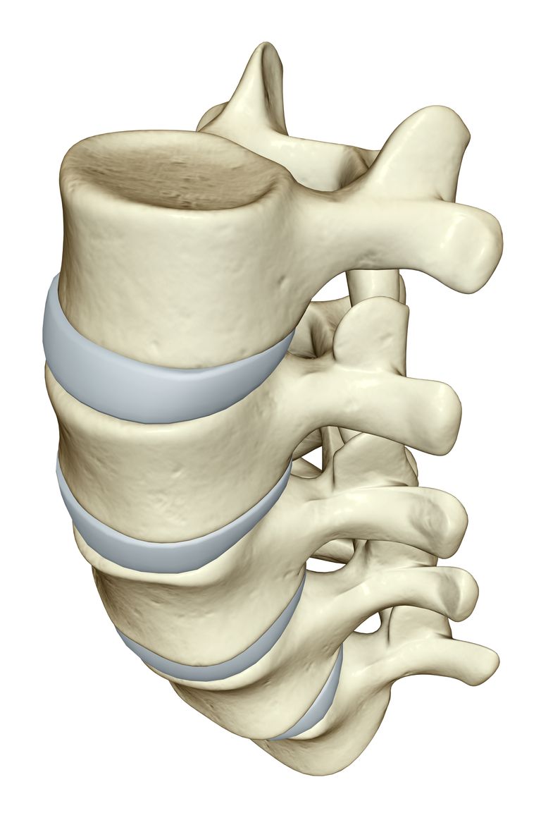 colonna vertebrale, midollo spinale, corpo vertebrale, della colonna, della colonna vertebrale