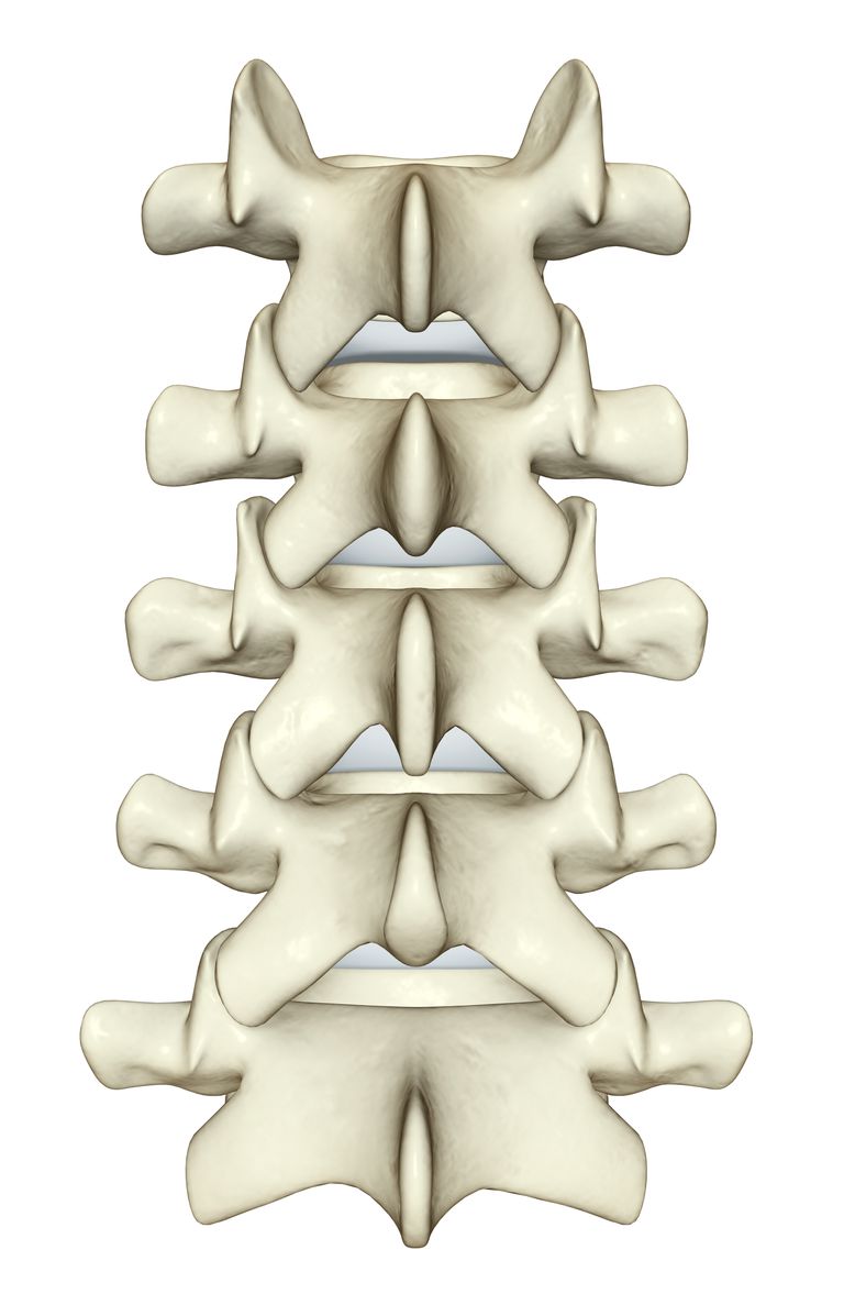 colonna vertebrale, midollo spinale, corpo vertebrale, della colonna, della colonna vertebrale