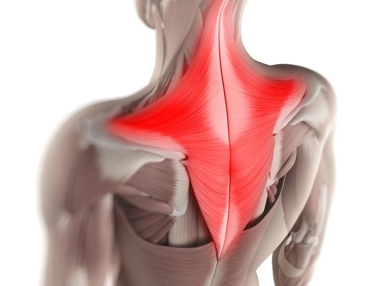 muscolo trapezio, trapezio superiore, della spalla, parte superiore, delle spalle, muscolo respiratorio