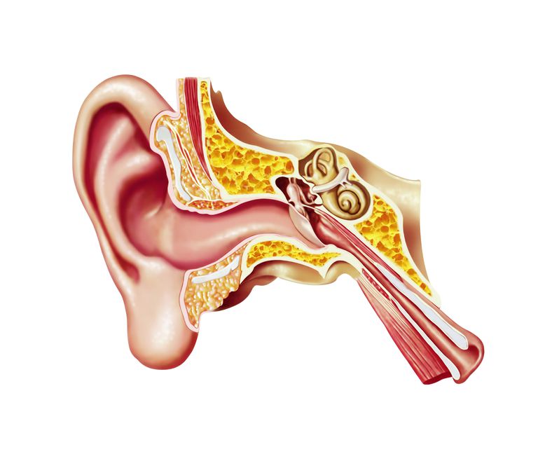 tubo uditivo, nell orecchio, orecchio medio, dell aria