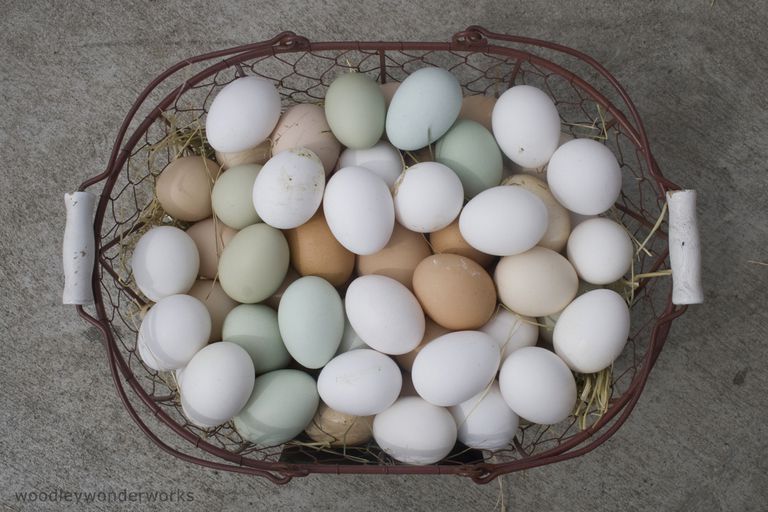 tuorlo uovo, albumi uovo, allergia uovo, contenere uova, dell uovo