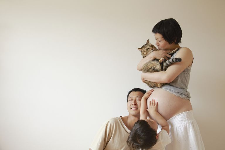caso gatto, durante gravidanza, gatti randagi, gatto caso, gatto durante, gatto durante gravidanza