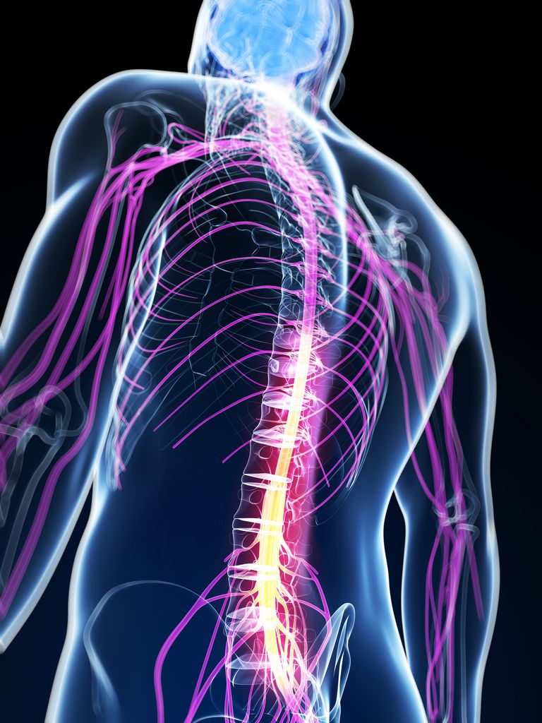 colonna vertebrale, della colonna, della colonna vertebrale, delle articolazioni, spondilite anchilosante, alla schiena