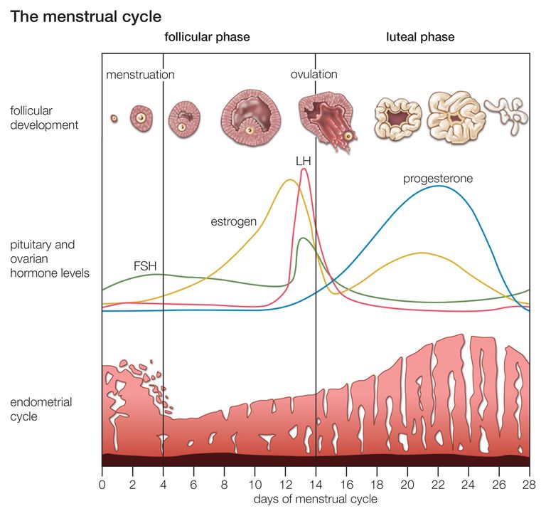 ciclo mestruale, dell utero, fase follicolare, fase mestruale, flusso mestruale, tube Falloppio