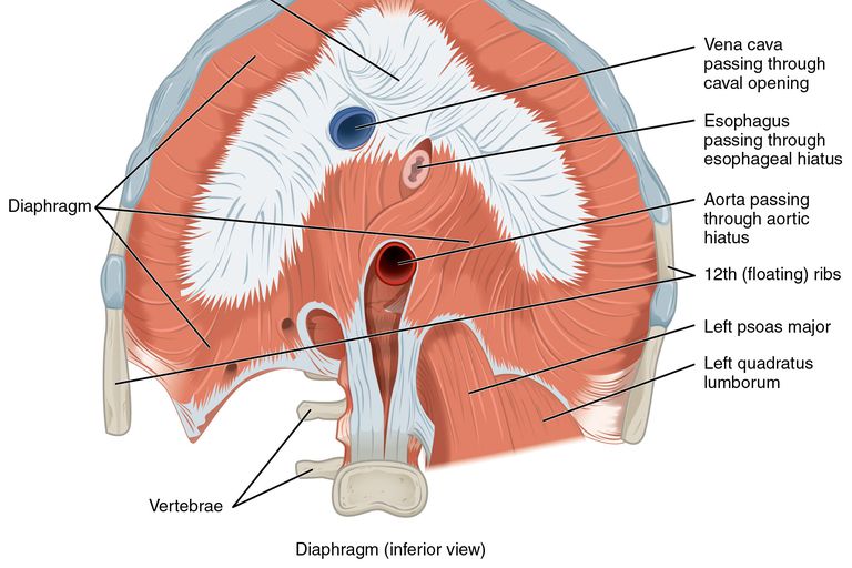 respirazione diaframmatica, bene come, cavità toracica, come dovrebbe, della forza, hanno diaframmi