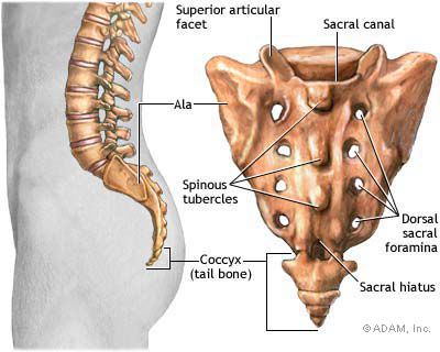 colonna vertebrale, della colonna, della colonna vertebrale, della schiena, bassa della