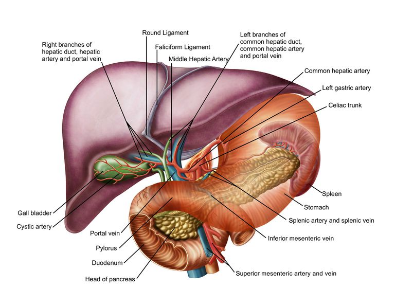 ipertensione portale, attraverso fegato, sistema venoso, dall intestino
