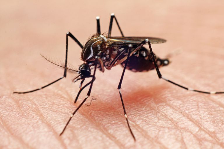 dalle zanzare, virus chikungunya, negli Stati, negli Stati Uniti, Stati Uniti