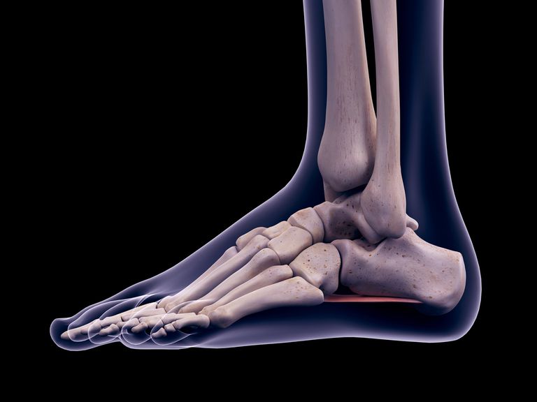 dita piedi, ossa metatarsali, anche come, delle articolazioni, delle dita, delle ossa