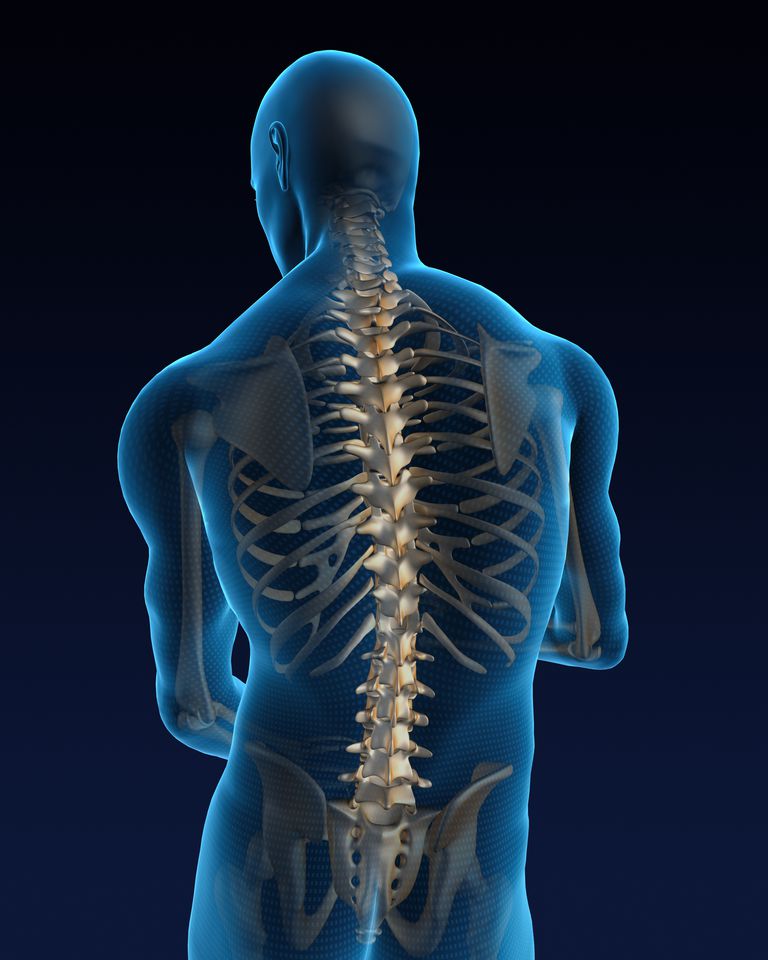 colonna vertebrale, curve spinali, della colonna, della colonna vertebrale, base sacrale